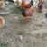 农家散养土鸡