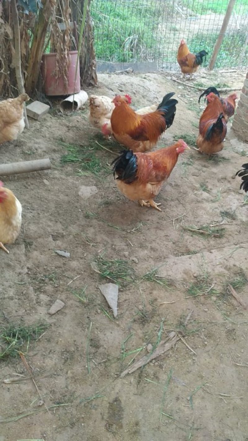 农家散养土鸡