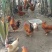 农家散养土鸡