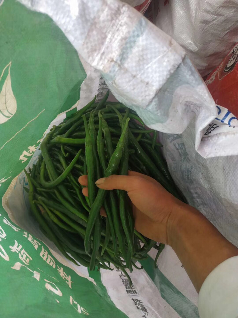河南牛角椒个大顺直毛皮靓全部新鲜采摘基地直供可持续供货