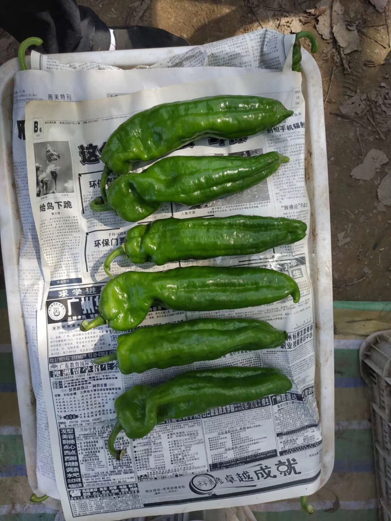河南牛角椒个大顺直毛皮靓全部新鲜采摘基地直供可持续供货
