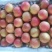 鞍山大屯出售大量南国梨，可批发，可电商，