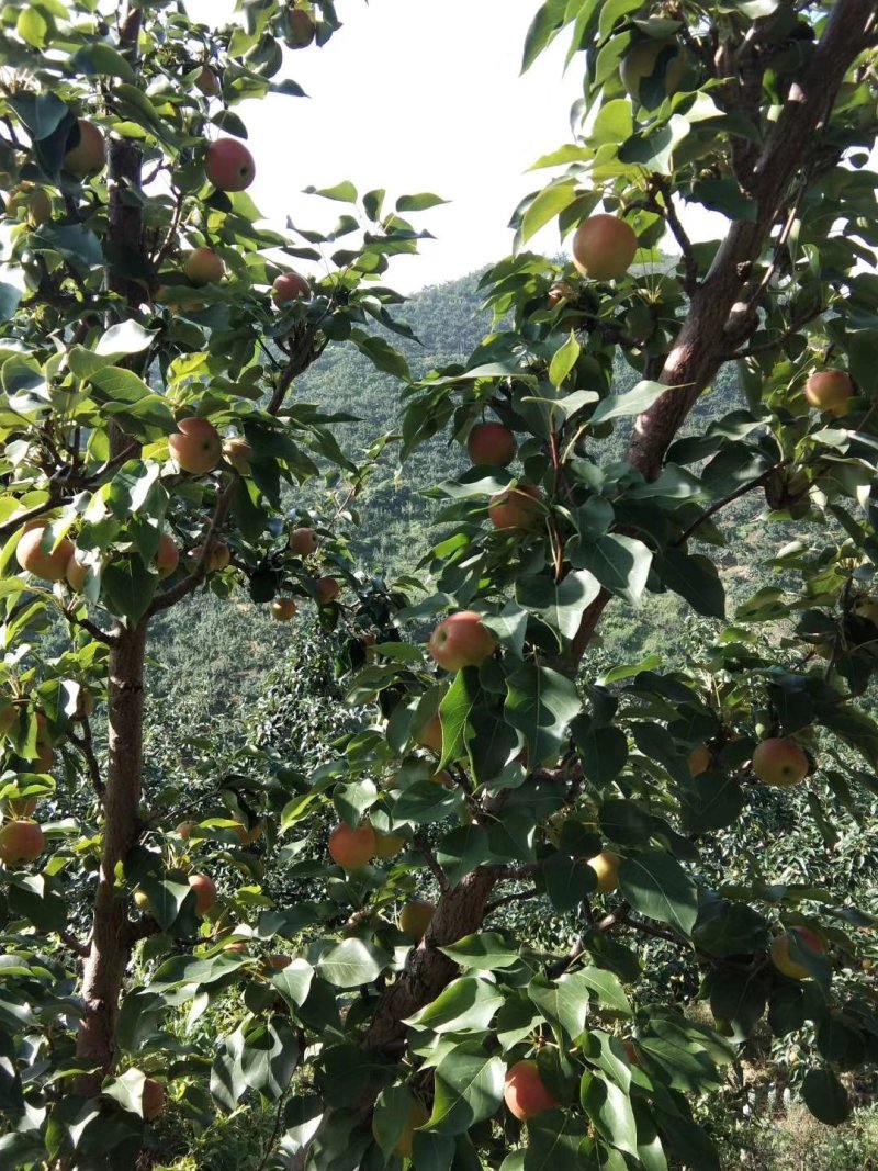 鞍山大屯出售大量南国梨，可批发，可电商，