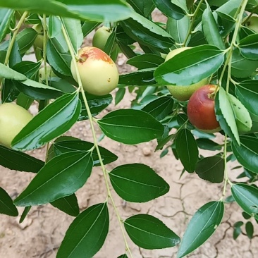 脆甜山枣子9.1号成熟上市