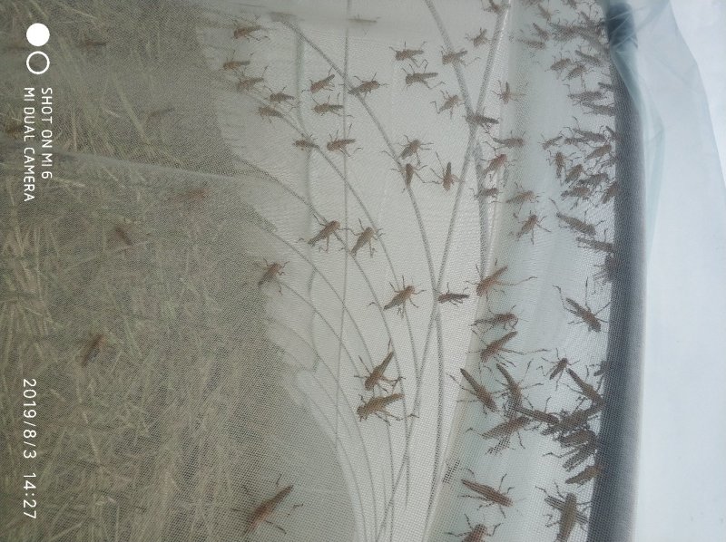 东亚飞蝗，活体，冻品出售