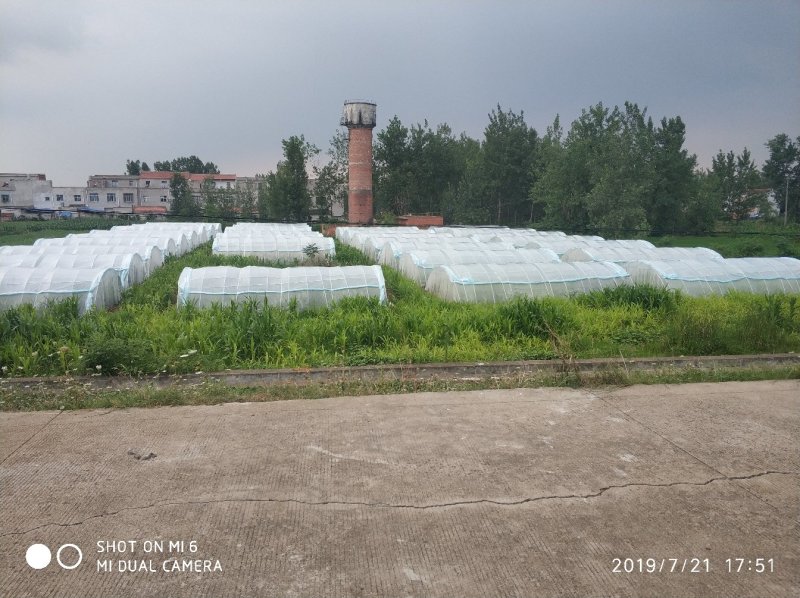 东亚飞蝗，活体，冻品出售