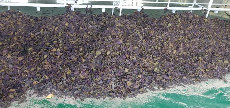 本合作社有薄荷全棵7O吨，紫苏叶五吨