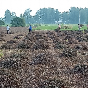 本合作社有薄荷全棵7O吨，紫苏叶五吨