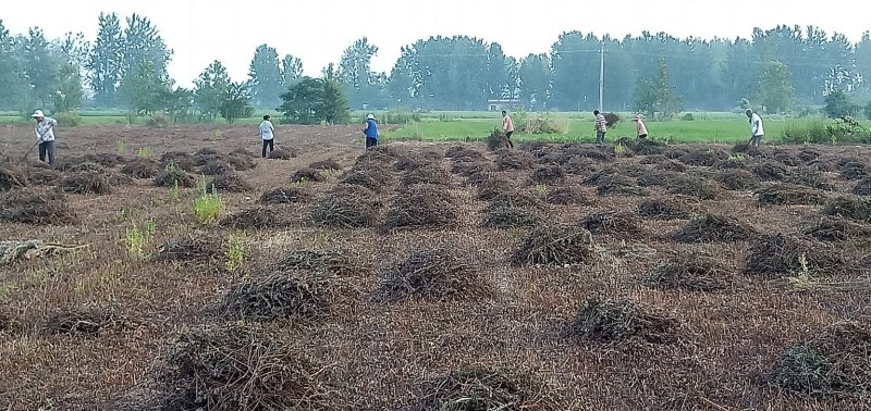 本合作社有薄荷全棵7O吨，紫苏叶五吨