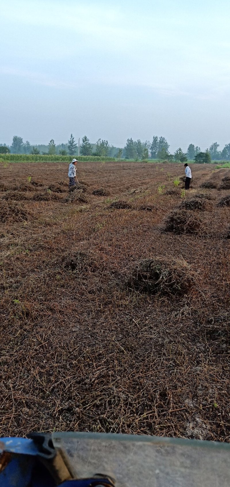 本合作社有薄荷全棵7O吨，紫苏叶五吨
