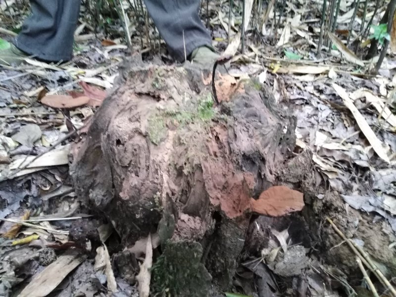 【热卖】纯野生九华山灵芝紫灵芝滋补珍品山林生长包邮