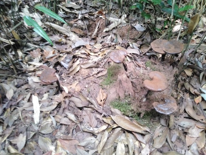 【热卖】纯野生九华山灵芝紫灵芝滋补珍品山林生长包邮