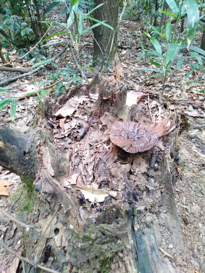 【热卖】九华山灵芝纯野生8～18公分紫灵芝滋补珍品包邮