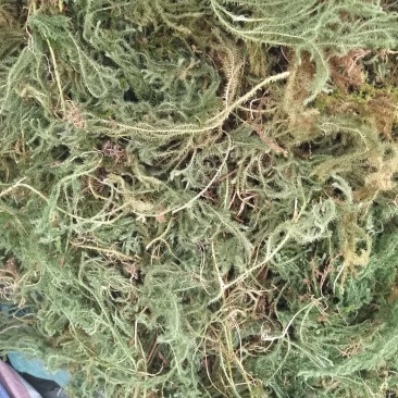 伸筋草