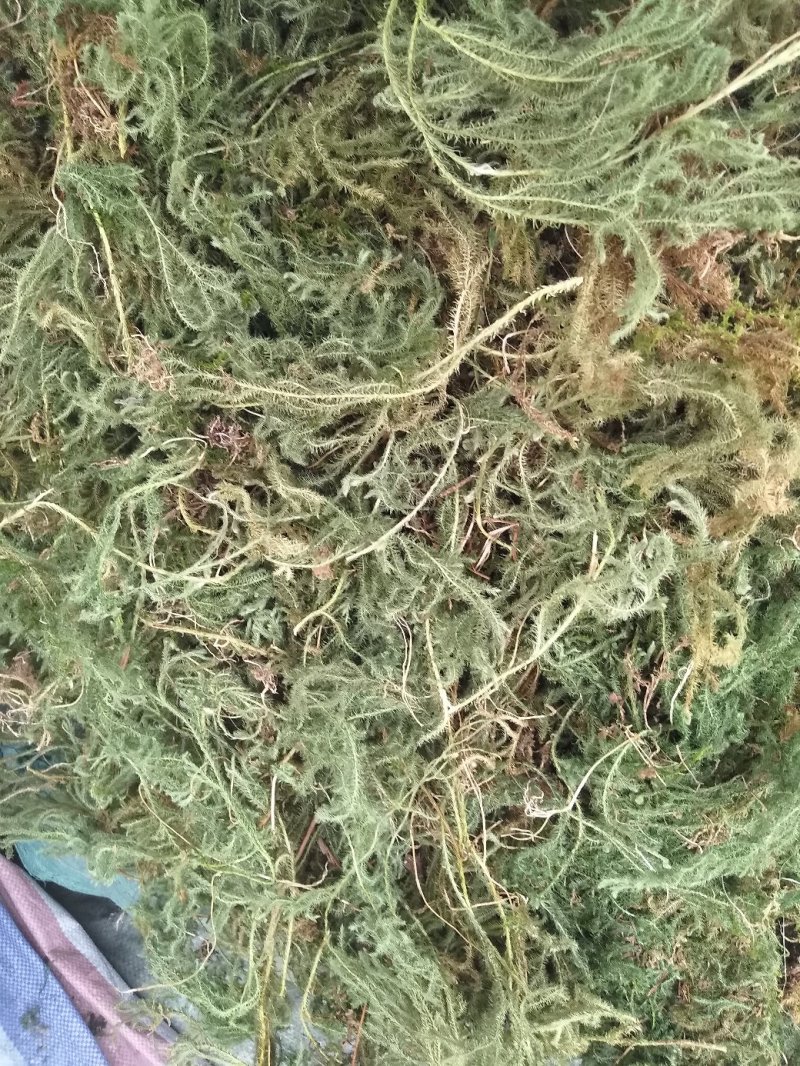 伸筋草