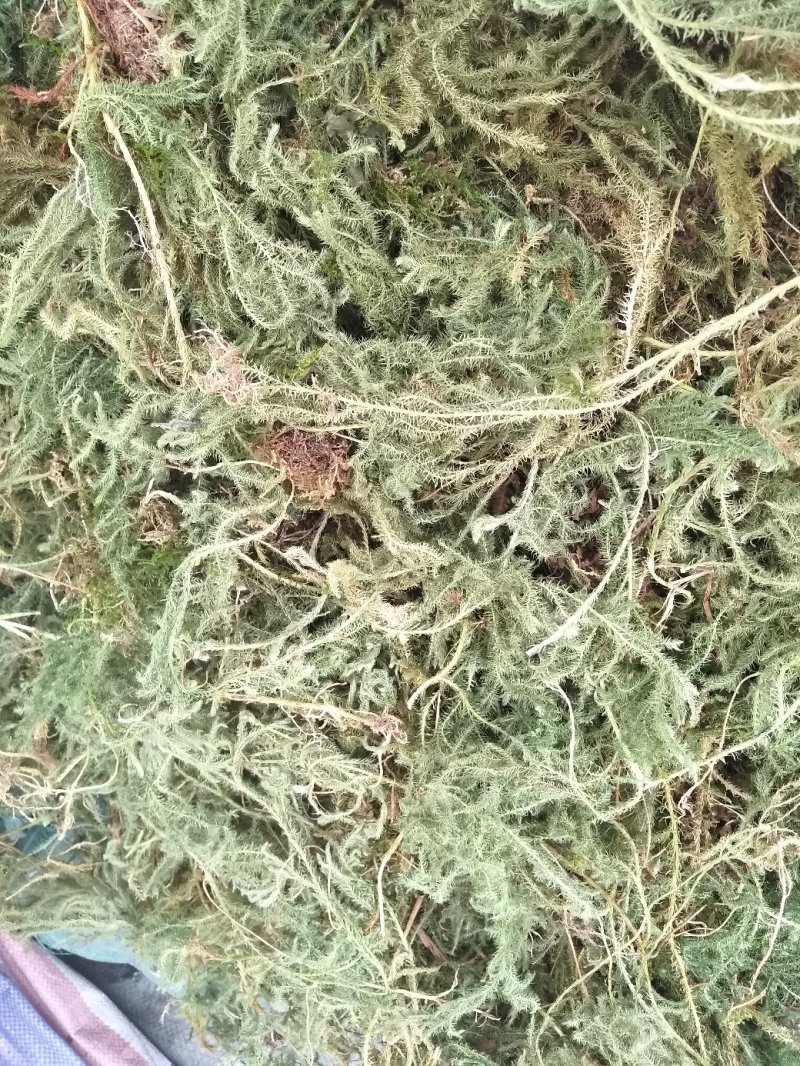 伸筋草