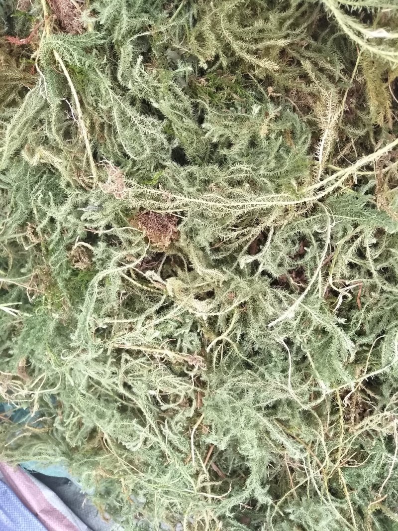 伸筋草
