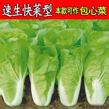 536早熟快菜种子原装100克