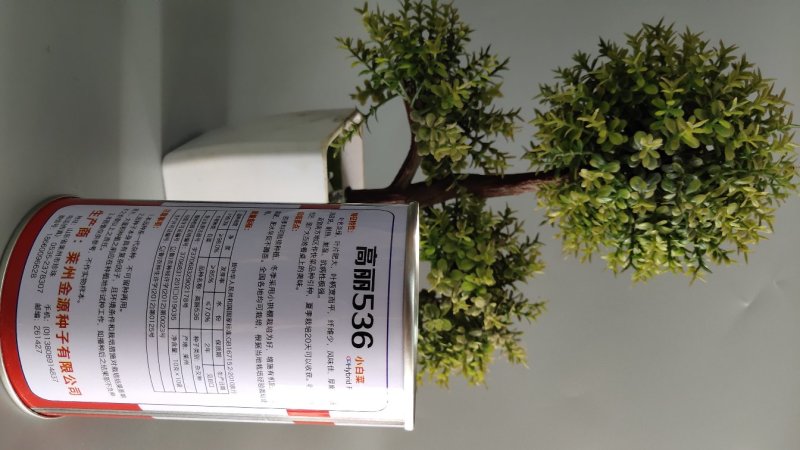 536早熟快菜种子原装100克