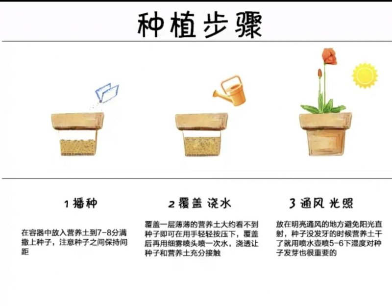 536早熟快菜种子原装100克