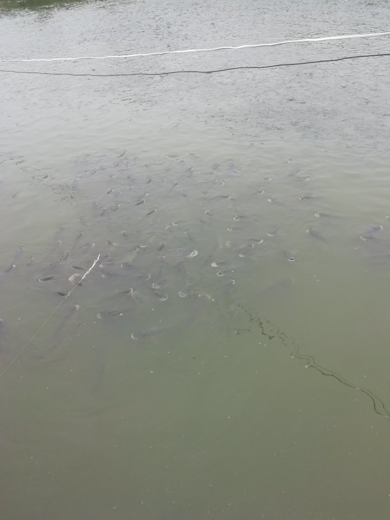 黄金鲫鱼，
