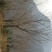 5-8公分樱花10-12公分樱花高杆樱花