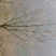 5-8公分樱花10-12公分樱花高杆樱花