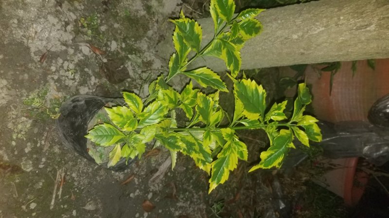 金叶连翘金叶假连翘花叶假连翘16杯连翘
