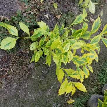 金叶连翘金叶假连翘花叶假连翘16杯连翘