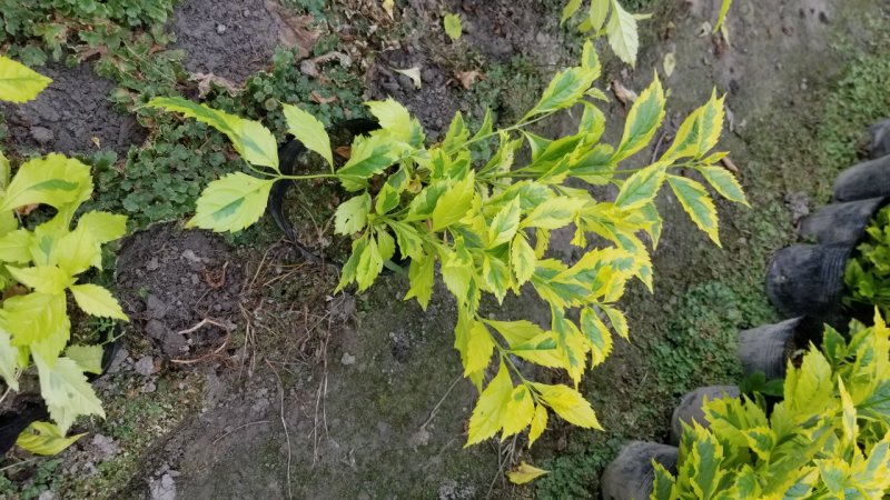 金叶连翘金叶假连翘花叶假连翘16杯连翘