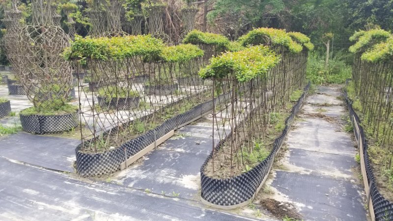 紫薇造型字体紫薇福禄寿喜紫薇亭子紫薇长廊