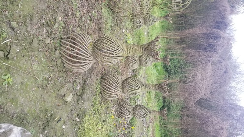 紫薇造型字体紫薇福禄寿喜紫薇亭子紫薇长廊