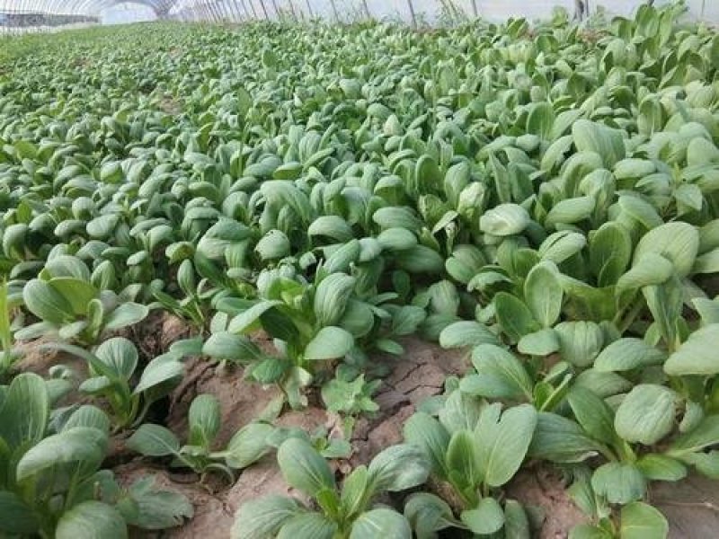 【优质上海青】万亩基地大量供应上海青质量保证诚信为本