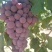 红提