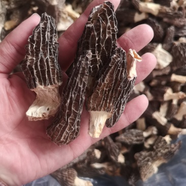 云南高原羊肚菌干货野生菌批发/斤起批发厂家直销