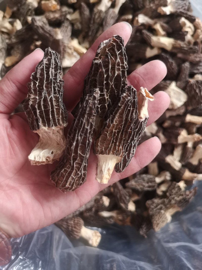 云南高原羊肚菌干货野生菌批发/斤起批发厂家直销