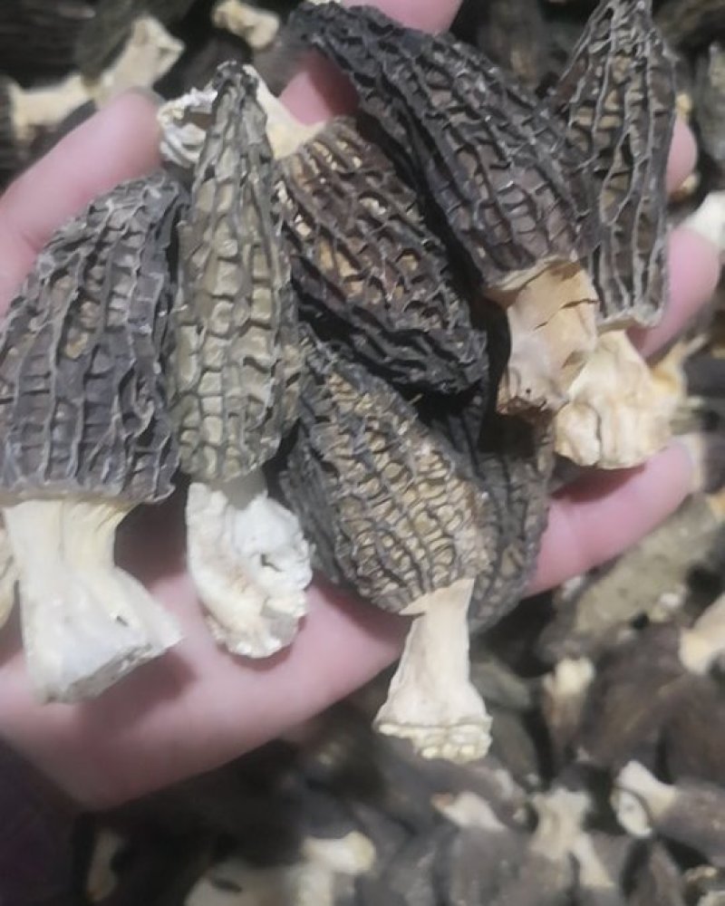 云南高原羊肚菌干货野生菌批发/斤起批发厂家直销