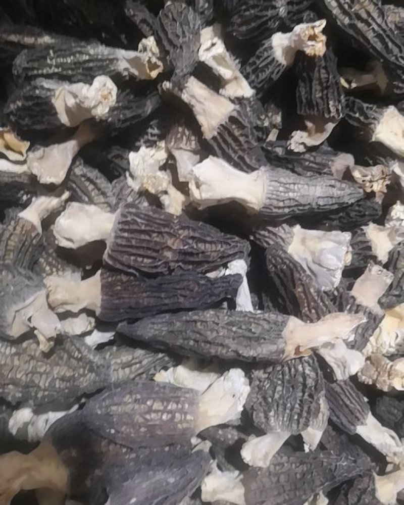 云南高原羊肚菌干货野生菌批发/斤起批发厂家直销