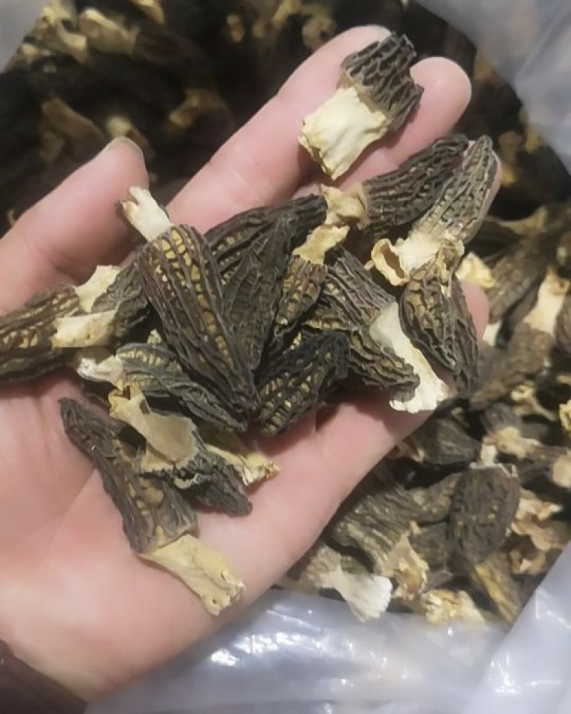 云南高原羊肚菌干货野生菌批发/斤起批发厂家直销