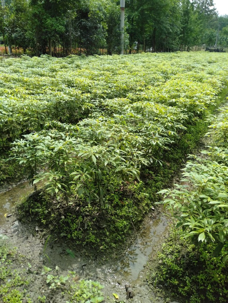金丝楠木小苗金丝楠木容器苗成都桢楠基地桢楠小苗