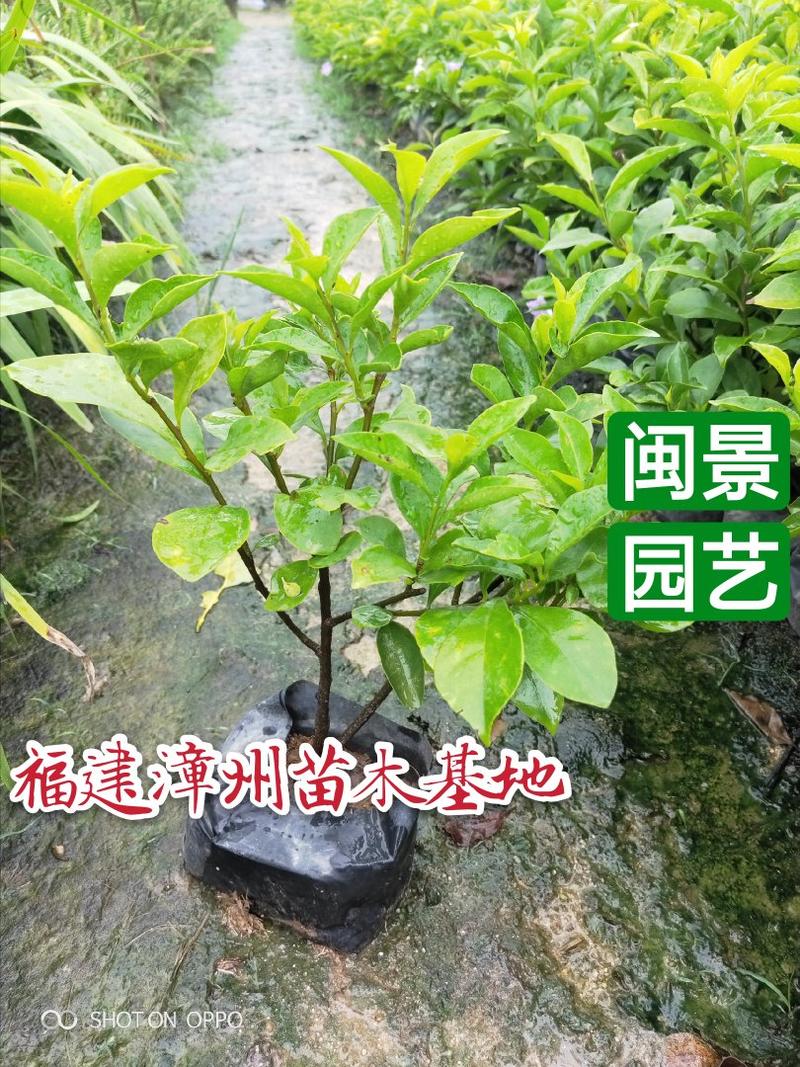 双色茉莉茉莉高20到30厘米福建漳州闽景园艺场