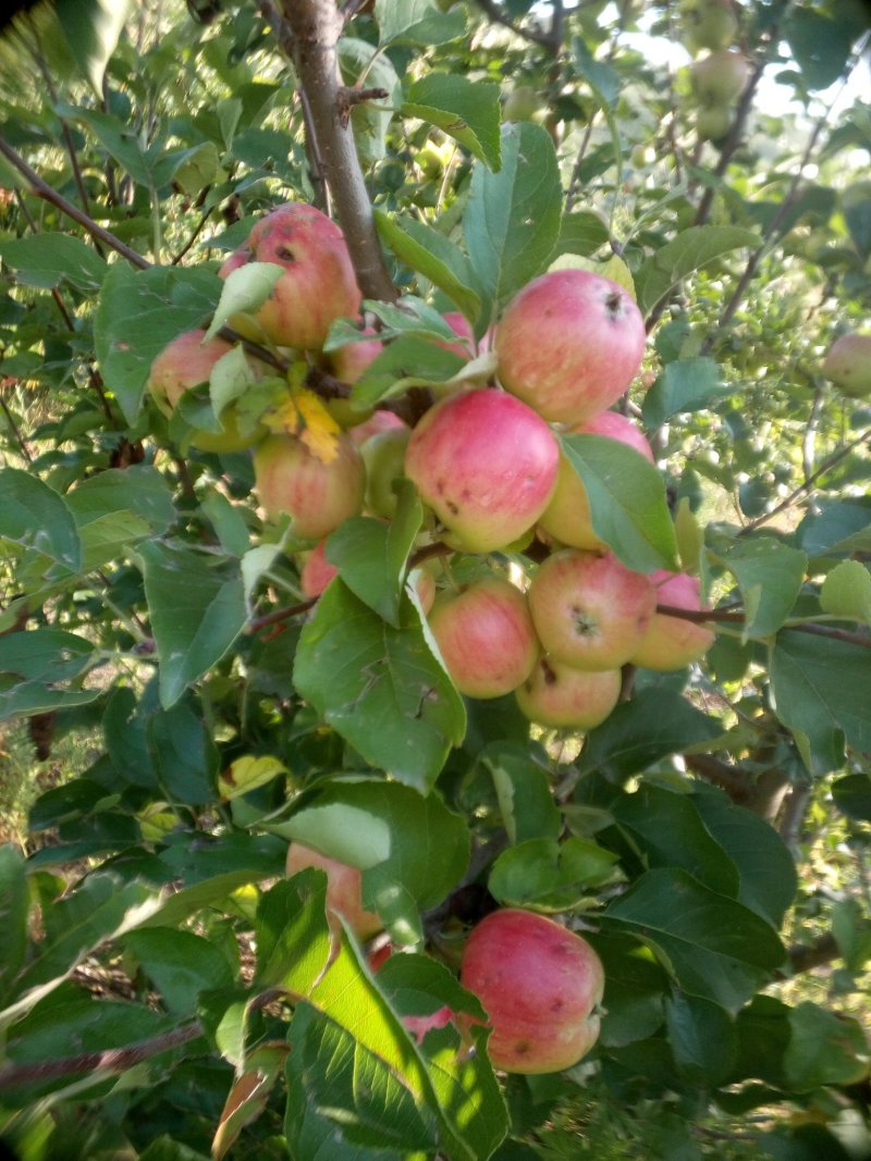 123小苹果（残果）