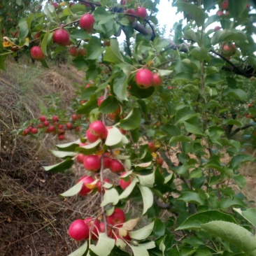 123小苹果（残果）