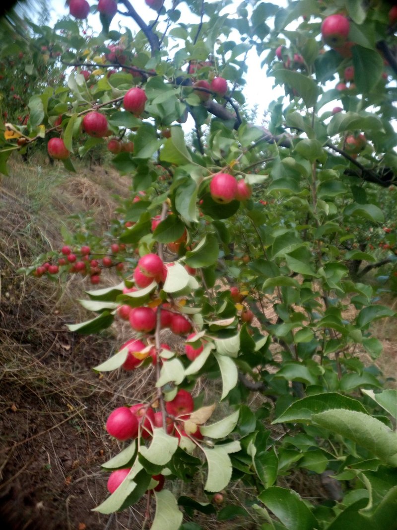 123小苹果（残果）