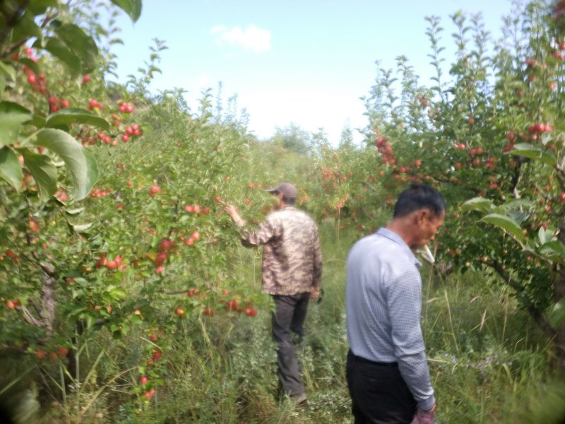 123小苹果（残果）