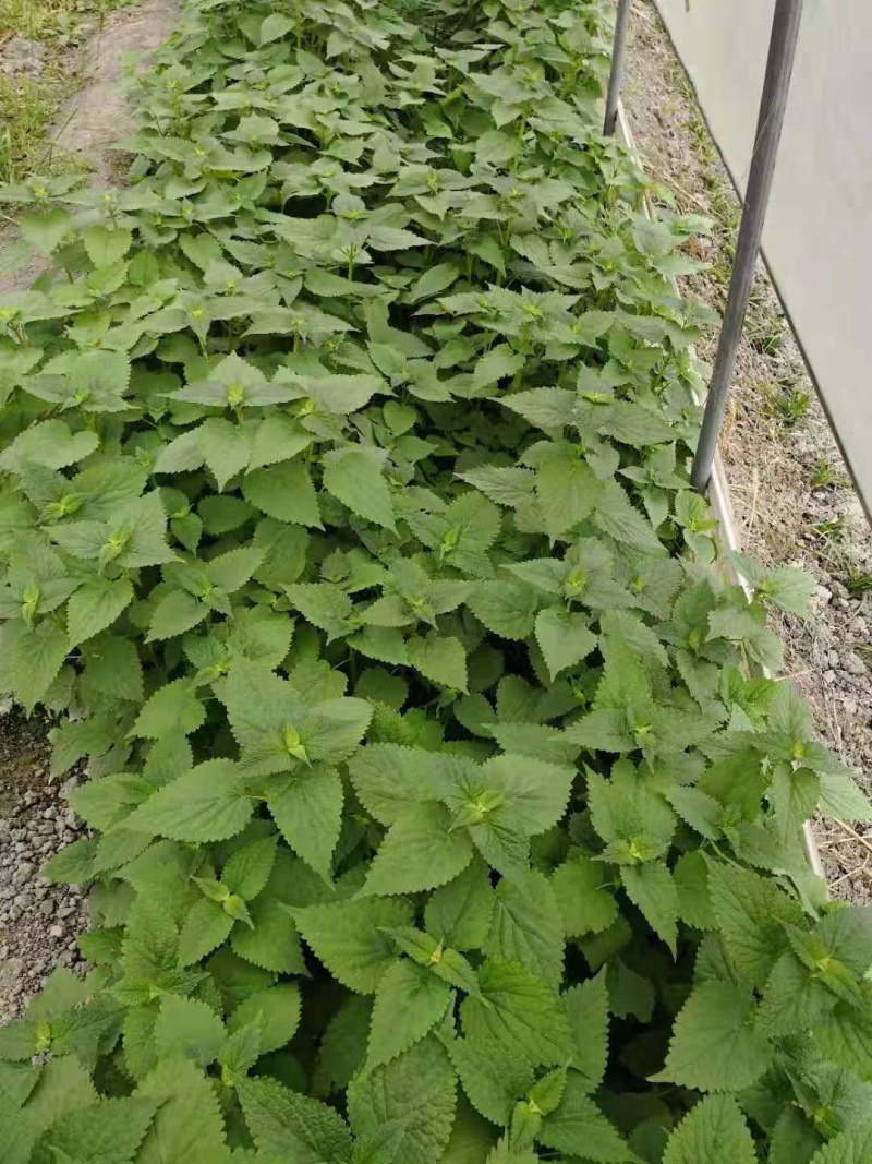 薄荷，叶子，提供技术指导，成活率90%，回收，一件代发