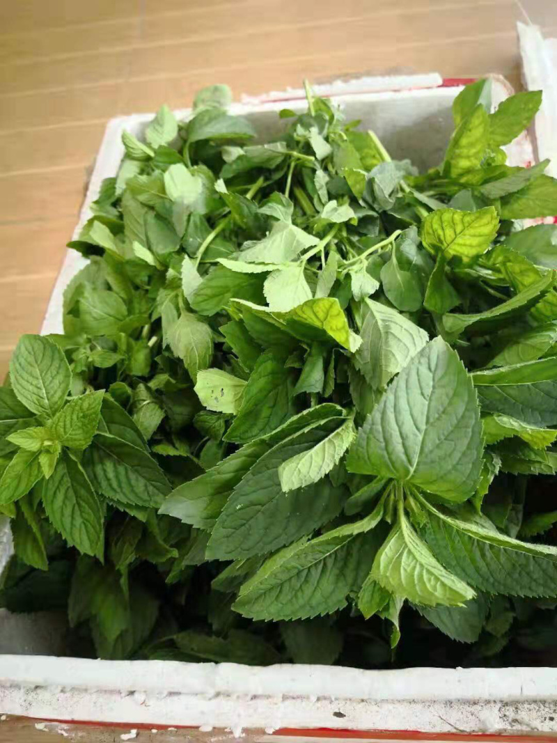 薄荷，叶子，提供技术指导，成活率90%，回收，一件代发