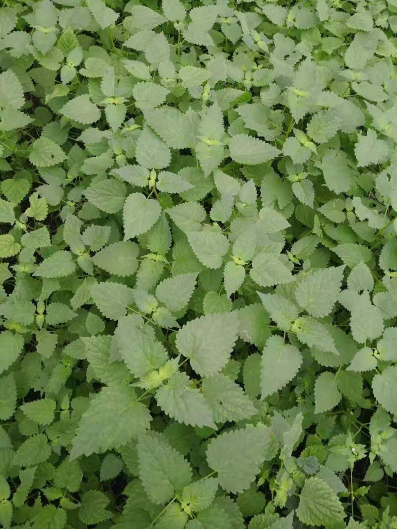 薄荷，叶子，提供技术指导，成活率90%，回收，一件代发