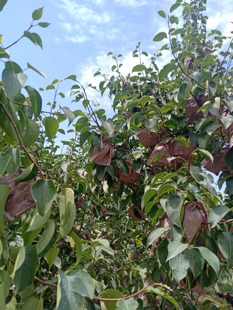 套袋砀山梨，库尔勒香梨
