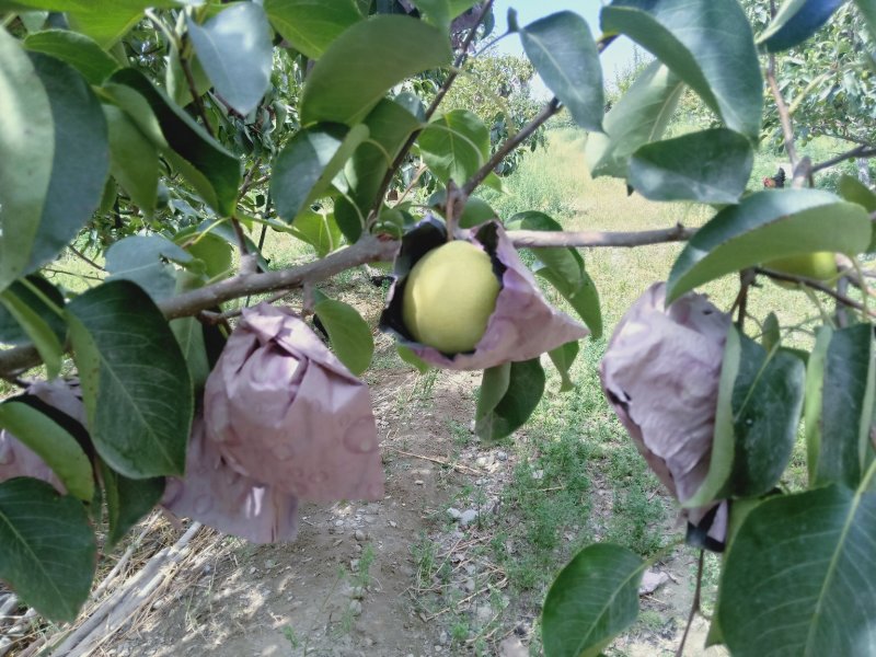 套袋砀山梨，库尔勒香梨